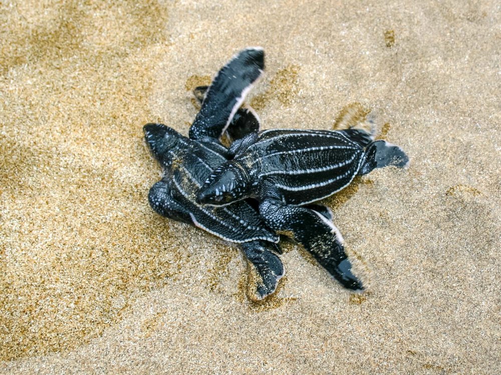 baby leatherback sea turtles playa bonita limon
 - Costa Rica